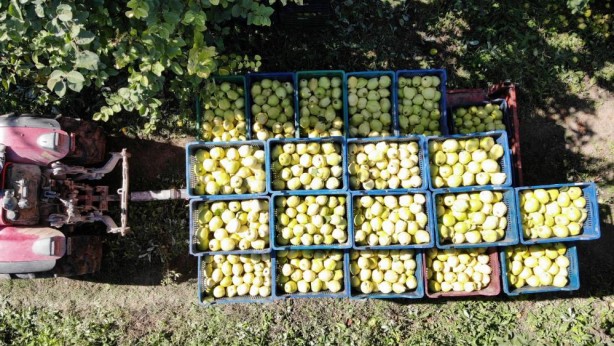 Benzerine henüz rastlanmadı! Türkiye’de yetişiyor, dünyaya satılıyor
