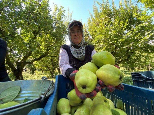 Foto - Benzerine henüz rastlanmadı! Türkiye’de yetişiyor, dünyaya satılıyor