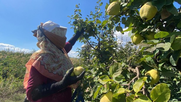 Foto - Benzerine henüz rastlanmadı! Türkiye’de yetişiyor, dünyaya satılıyor
