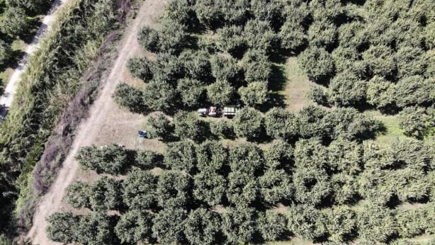 Foto - Benzerine henüz rastlanmadı! Türkiye’de yetişiyor, dünyaya satılıyor