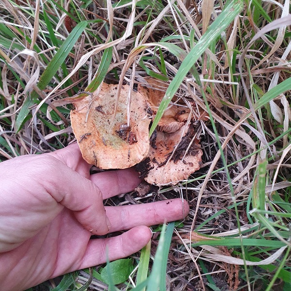 Foto - Bereket başladı! Kilosu 100 TL'den satılıyor