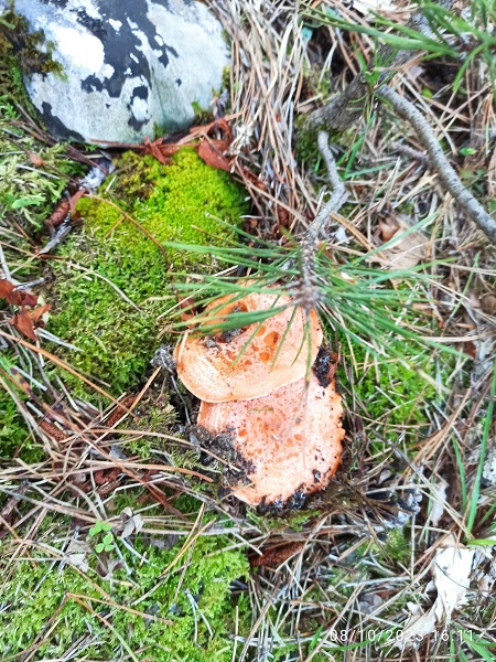 Foto - Bereket başladı! Kilosu 100 TL'den satılıyor