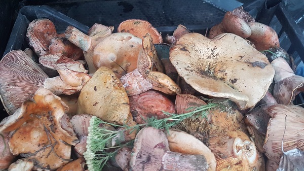 Bereket başladı! Kilosu 100 TL'den satılıyor