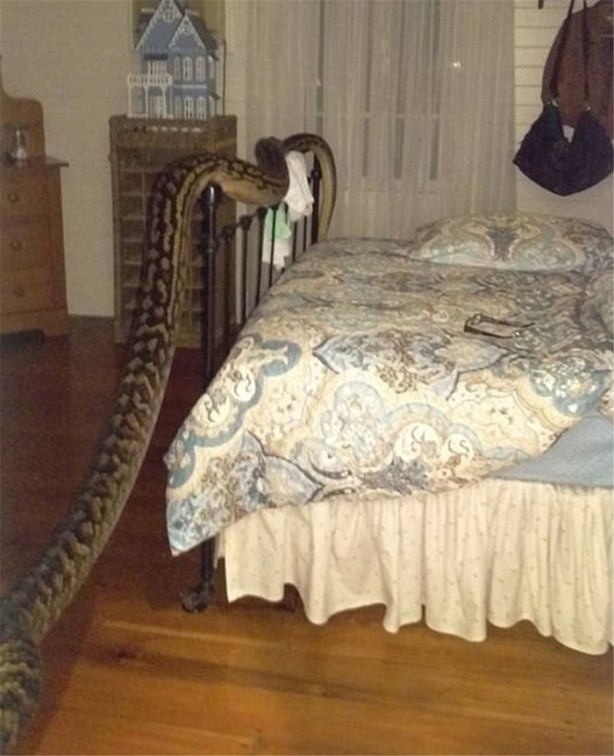 Beş metrelik davetsiz misafir korkuttu