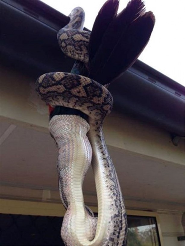 Foto - Beş metrelik davetsiz misafir korkuttu