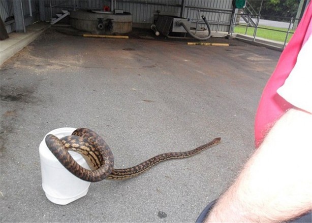 Foto - Beş metrelik davetsiz misafir korkuttu