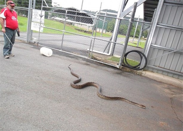 Foto - Beş metrelik davetsiz misafir korkuttu