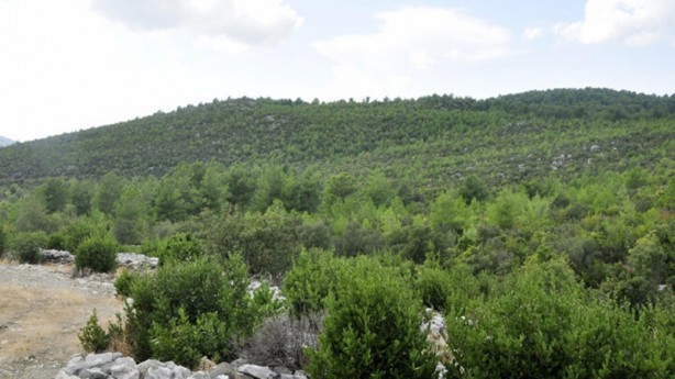 Foto - Beş milyon lira gelir getiriyordu hepsi yandı! 10 yılda anca yetişiyor
