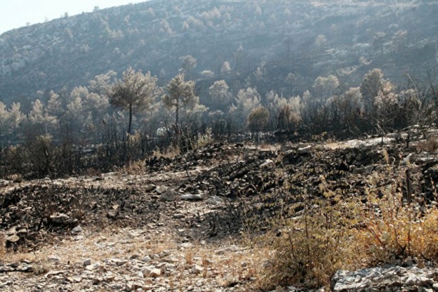 Foto - Beş milyon lira gelir getiriyordu hepsi yandı! 10 yılda anca yetişiyor