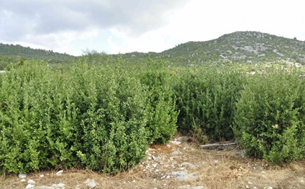 Foto - Beş milyon lira gelir getiriyordu hepsi yandı! 10 yılda anca yetişiyor