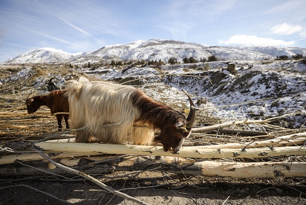Foto - Besiciler ot yerine hayvanlara bunu yediriyor! Bu yöntemle kilo kilo süt alıyorlar