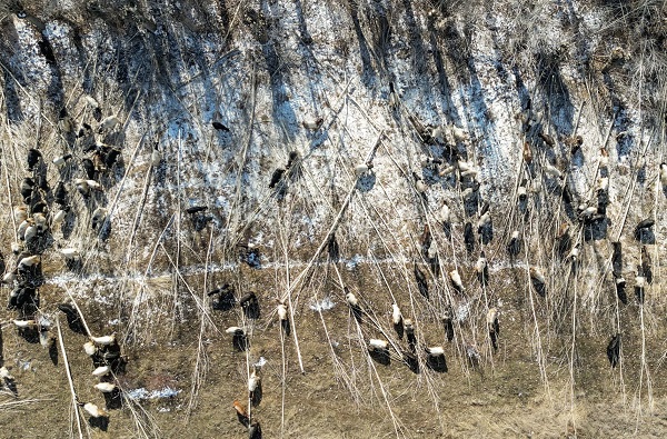 Foto - Besiciler ot yerine hayvanlara bunu yediriyor! Bu yöntemle kilo kilo süt alıyorlar