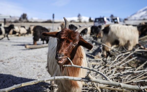 Foto - Besiciler ot yerine hayvanlara bunu yediriyor! Bu yöntemle kilo kilo süt alıyorlar