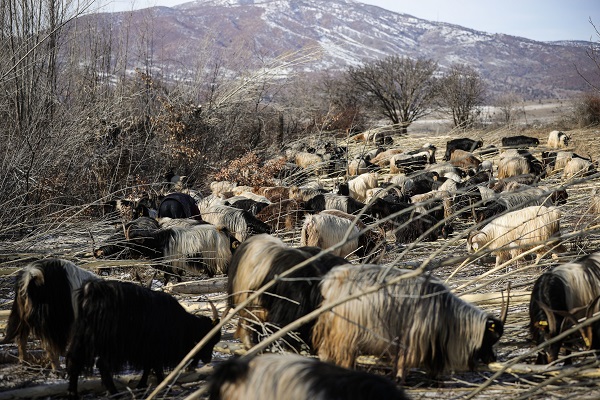 Foto - Besiciler ot yerine hayvanlara bunu yediriyor! Bu yöntemle kilo kilo süt alıyorlar