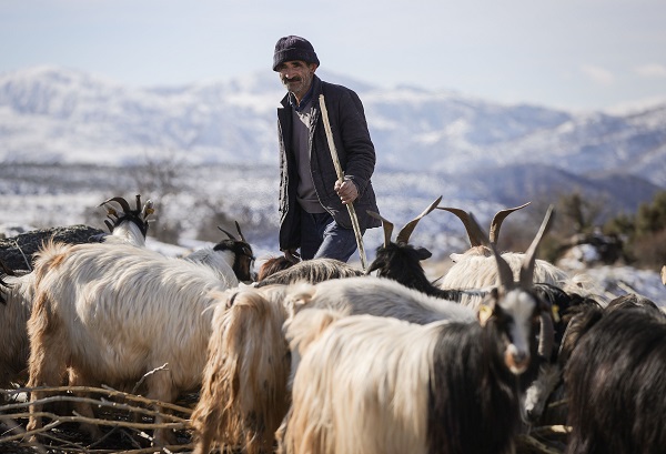 Foto - Besiciler ot yerine hayvanlara bunu yediriyor! Bu yöntemle kilo kilo süt alıyorlar