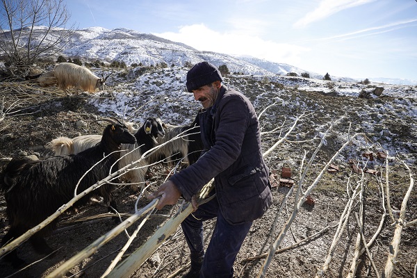 Foto - Besiciler ot yerine hayvanlara bunu yediriyor! Bu yöntemle kilo kilo süt alıyorlar