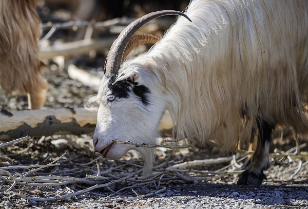 Besiciler ot yerine hayvanlara bunu yediriyor! Bu yöntemle kilo kilo süt alıyorlar