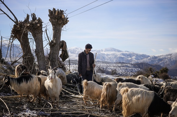 Foto - Besiciler ot yerine hayvanlara bunu yediriyor! Bu yöntemle kilo kilo süt alıyorlar