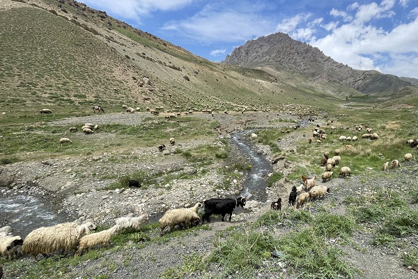 Foto - Besicilere verilen "sürü" desteğiyle hayvan varlığı arttı