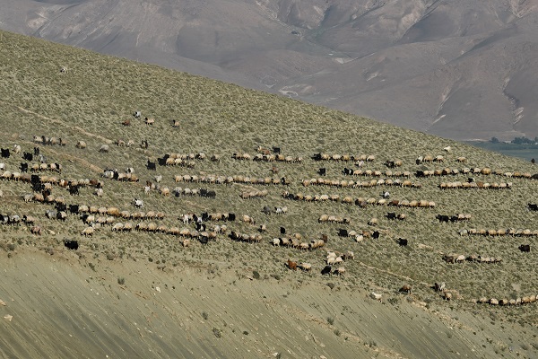 Foto - Besicilere verilen "sürü" desteğiyle hayvan varlığı arttı