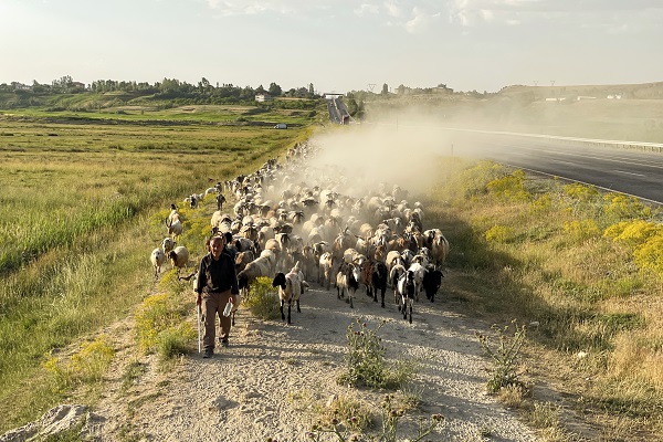 Besicilere verilen "sürü" desteğiyle hayvan varlığı arttı