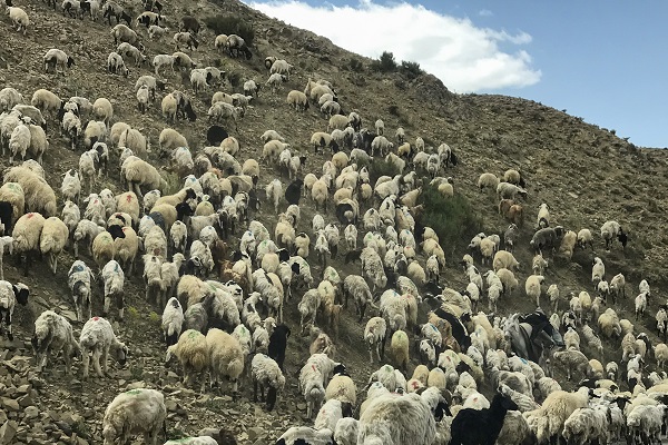 Foto - Besicilere verilen "sürü" desteğiyle hayvan varlığı arttı