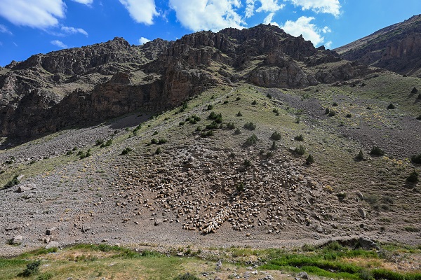 Foto - Besicilere verilen "sürü" desteğiyle hayvan varlığı arttı