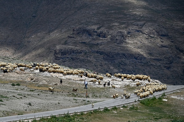 Foto - Besicilere verilen "sürü" desteğiyle hayvan varlığı arttı