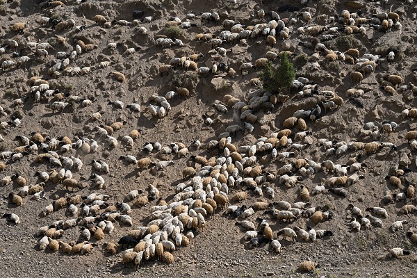 Foto - Besicilere verilen "sürü" desteğiyle hayvan varlığı arttı