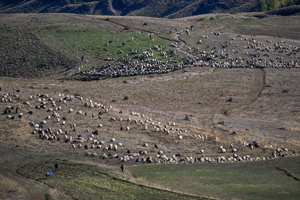 Foto - Besicilere verilen "sürü" desteğiyle hayvan varlığı arttı