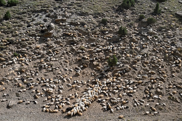 Foto - Besicilere verilen "sürü" desteğiyle hayvan varlığı arttı
