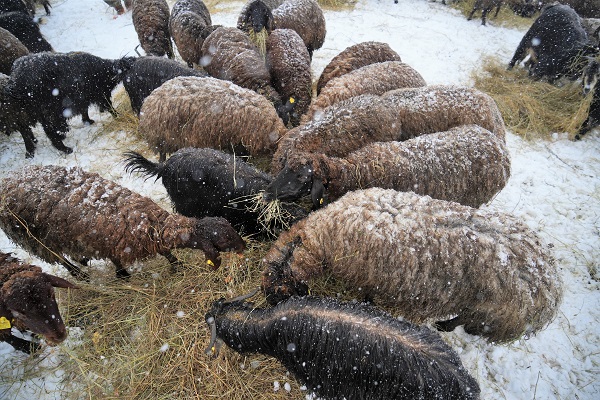 Foto - Besicilerin dondurucu soğukla imtihanı