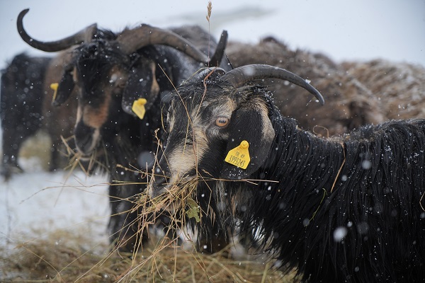 Foto - Besicilerin dondurucu soğukla imtihanı