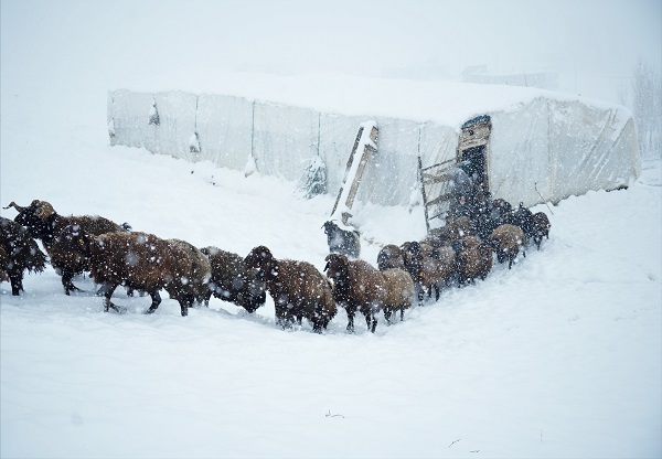 Foto - Besicilerin dondurucu soğukla imtihanı