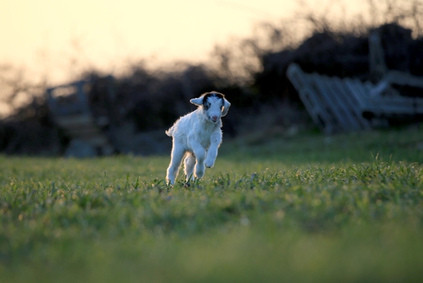 Foto - Besicilerin tatlı telaşı başladı