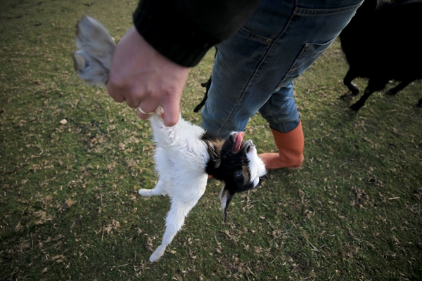 Foto - Besicilerin tatlı telaşı başladı