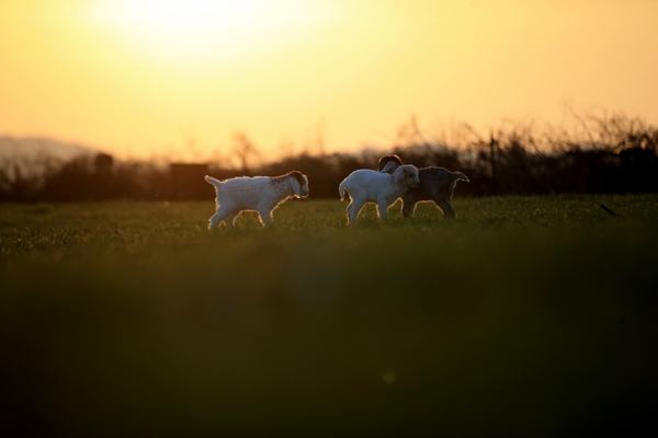 Foto - Besicilerin tatlı telaşı başladı