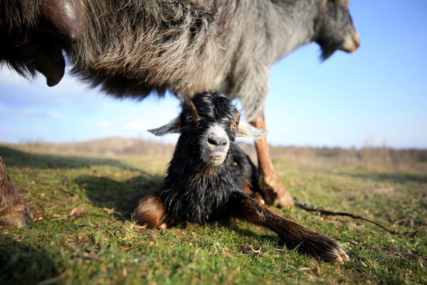Foto - Besicilerin tatlı telaşı başladı
