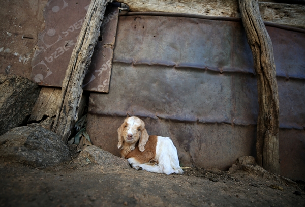 Foto - Besicilerin tatlı telaşı başladı