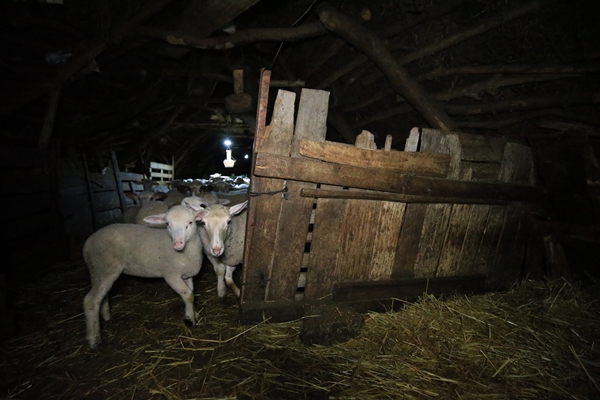 Foto - Besicilerin tatlı telaşı başladı