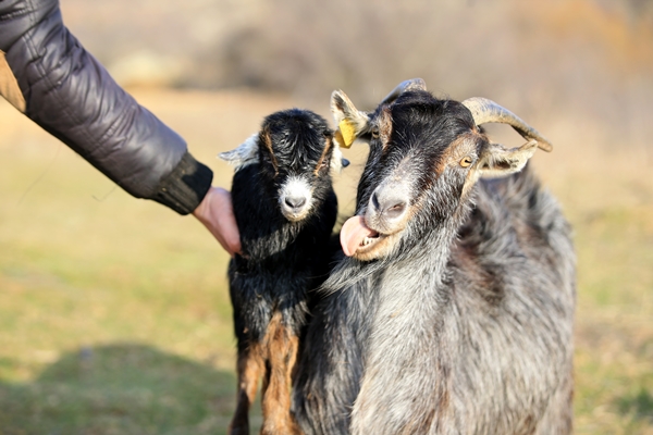 Foto - Besicilerin tatlı telaşı başladı