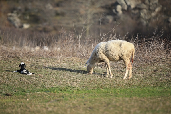 Foto - Besicilerin tatlı telaşı başladı