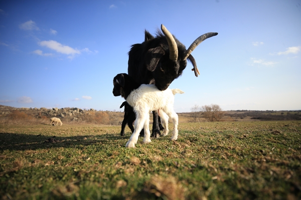 Foto - Besicilerin tatlı telaşı başladı
