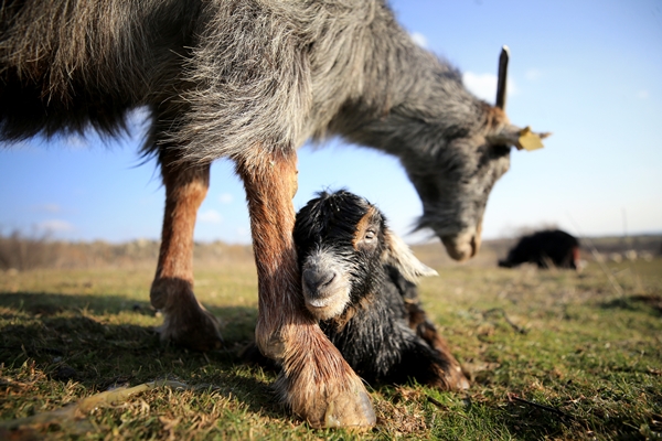 Foto - Besicilerin tatlı telaşı başladı