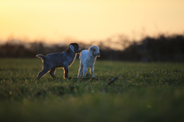 Foto - Besicilerin tatlı telaşı başladı
