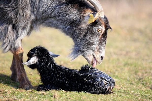 Foto - Besicilerin tatlı telaşı başladı