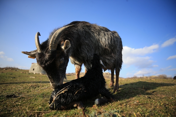 Foto - Besicilerin tatlı telaşı başladı
