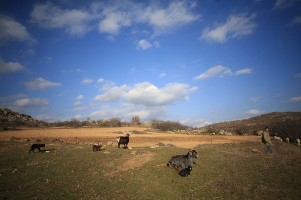 Foto - Besicilerin tatlı telaşı başladı