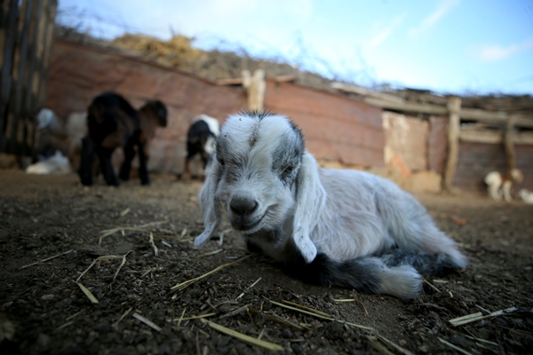 Foto - Besicilerin tatlı telaşı başladı