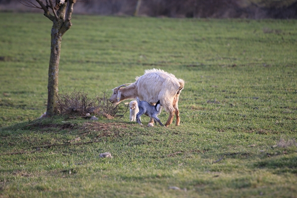 Foto - Besicilerin tatlı telaşı başladı